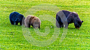 Black Bears with a thick fur feeding in a field in early winter prior to going into hibernation in Wells Grey Provincial Park