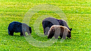 Black Bears with a thick fur feeding in a field in early winter prior to going into hibernation in Wells Grey Provincial Park