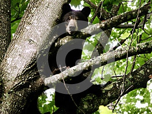 Black Bears in a Tree