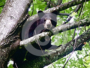 Black Bears in a Tree