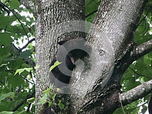 Black Bears in a Tree