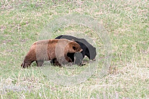 Black bears in Yellowstone NP