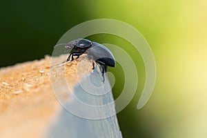 Black beatle on a pile of wood against green background.