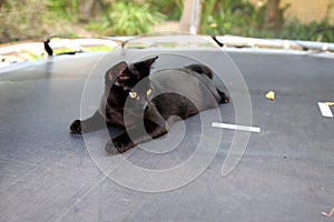 Black beautiful cat with golden eyes