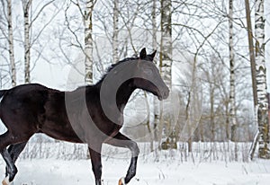 Black beautiful colt 6 month old running at snowy field. cloudy winter day