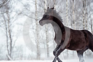 Black beautiful colt 6 month old running speedly at snowy field. close up. cloudy winter day