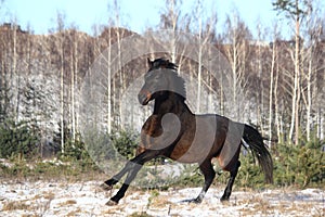 Black beautiful holsteiner galloping free