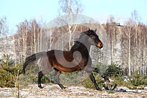 Black beautiful holsteiner galloping free