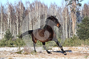 Black beautiful holsteiner galloping free