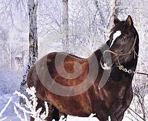Black beautiful horse on the background of a fabulous winter forest.