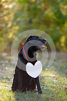 Black beautiful Labrador in the woods. On his chest hangs a white sign in the shape of a heart. Warm autumn evening in the forest