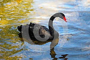 A black beautiful swan swims on the lake on a sunny day. Black swans feed mainly on aquatic plants and small algae, do not disdain