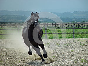 Black beauty horse running