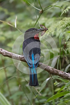 Black bee-eater, Merops gularis, bird in the family Meropidae.