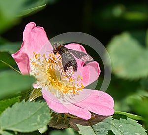 Black Bee Fly Hemipenthes morio is  on a wild dog-rose flower