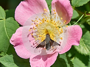 Black Bee Fly Hemipenthes morio is  on a wild dog-rose flower