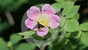 Black Bee Fly Hemipenthes morio is  on a wild dog-rose flower