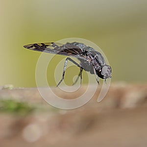 Black bee fly insect macro