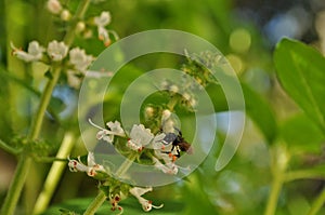 A black bee in the garden photo