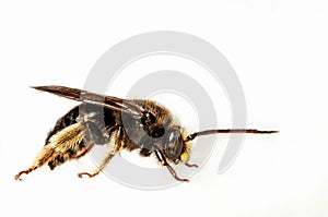 Black bee isolated in white