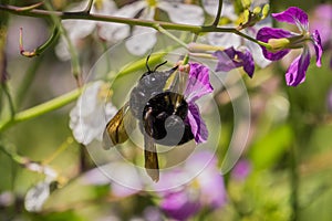 Black bee pollinating a wild radish flower