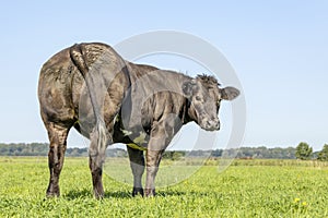 Black beef cow from behind, looking backwards in a green field, under a blue sky