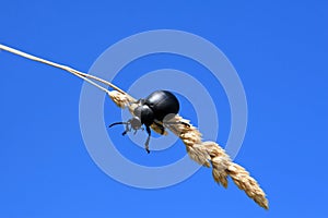Black beetle