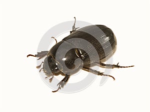 Black Beetle photo