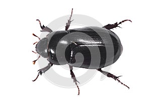 Black Beetle Aerial with clipping path