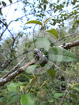 Black beetle with bright spots and long antennae on branch in Swaziland