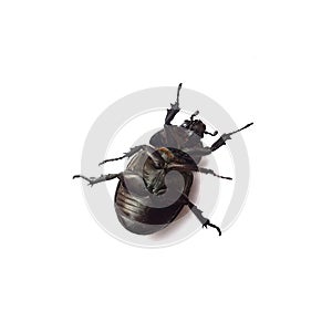 A black beetle lying on a white background.