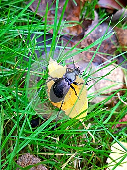 black beetle. carabus (oreocarabus) hortensis LinnaeusÐ¸