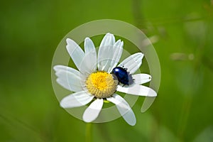 Black beetle on chamomile flower photo