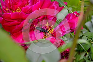Black beetle climbed on a red peony flower