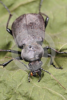 Black beetle closeup