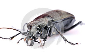 Black beetle closeup