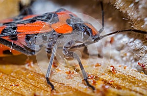 Black beetle closeup