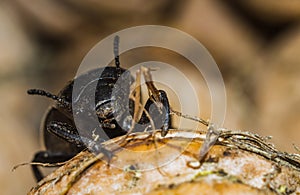 Black beetle closeup