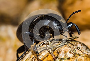 Black beetle closeup
