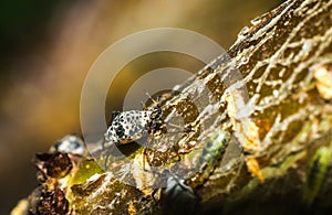 Black beetle closeup