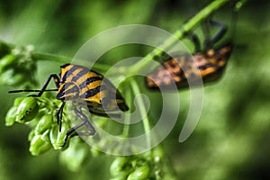 Black beetle closeup