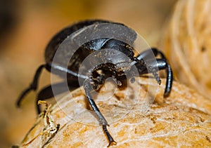 Black beetle closeup