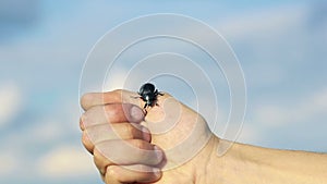 Black beetle crawling on hands on sky background. Slowly