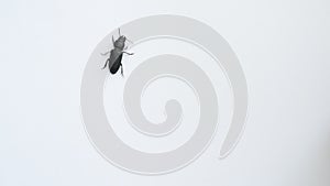 Black beetle crawls on white background