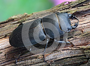 Black beetle (Dorcus parallelipipedus)