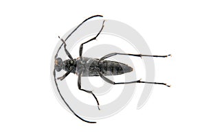 Black beetle from family Cerambycidae on white background