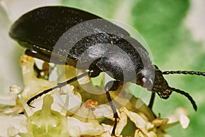 Black beetle