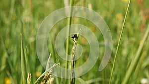 Black beetle on green field grass