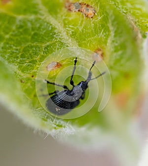 Black beetle on a green leaf of a tree.