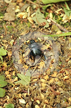 Black beetle on the ground in the forest